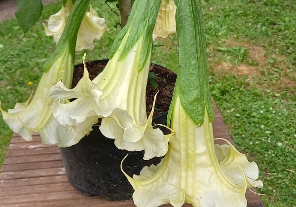 Brugmansia suavolens SB Yannick