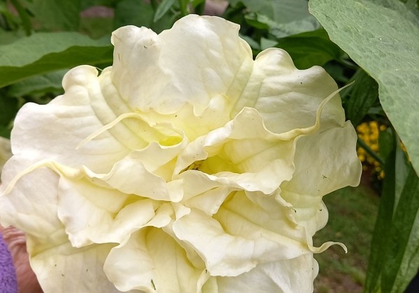 Brugmansia suavolens SB Yannick