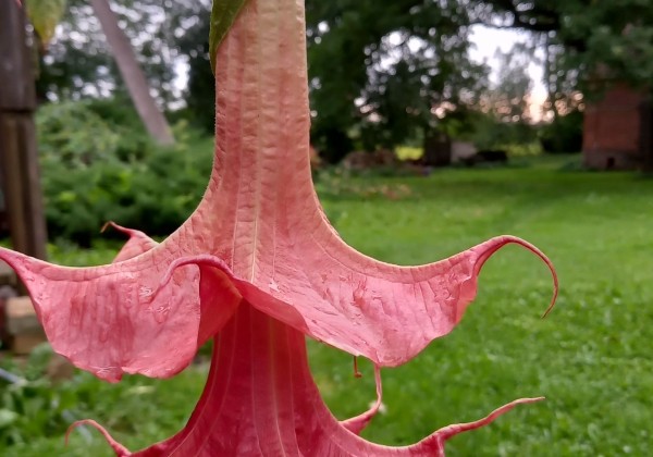 Brugmansia suavolens Theas liebling