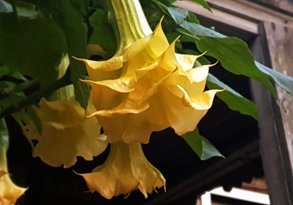 Brugmansia suavolens (Datura) Triple A