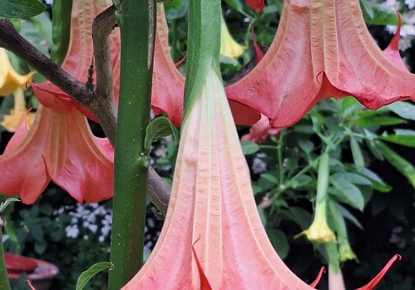 Brugmansia suavolens DS Zumba