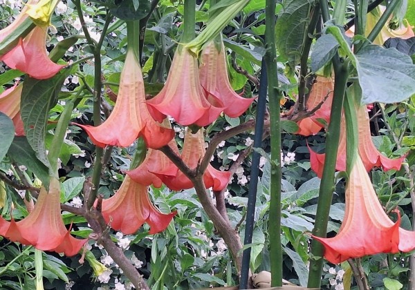 Brugmansia suavolens DS Zumba