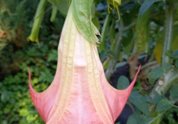 Brugmansia suavolens DS Zumba