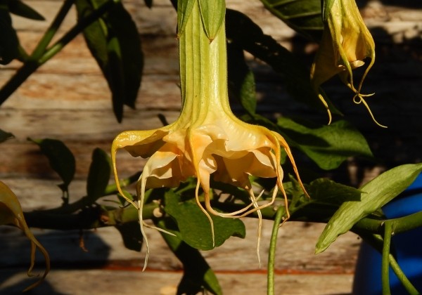Brugmansia suavolens (Datura) Zuni yellow spider