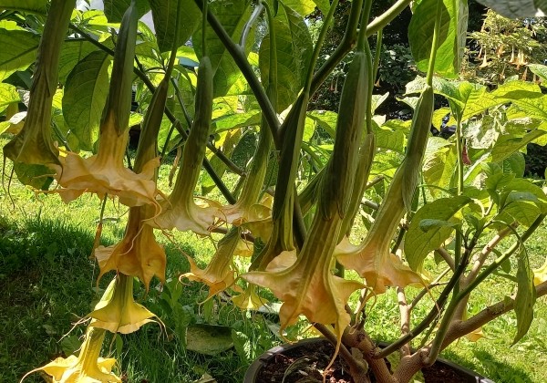 Brugmansia suavolens (Datura) Zuni yellow spider
