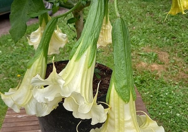 Brugmansia suavolens (Datura) SB Yannick