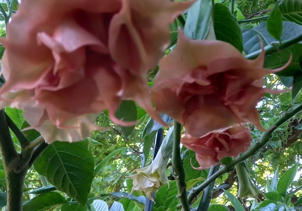 Brugmansia suavolens (Datura) IR Linda