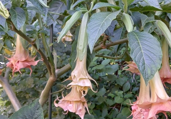 Brugmansia suavolens (Datura) IR Linda