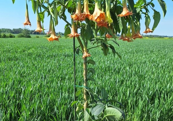 Brugmansia suavolens (Datura) IR Linda