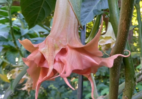 Brugmansia suavolens (Datura) IR Linda
