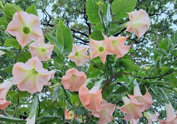 Brugmansia suavolens (Datura) IR Klajā
