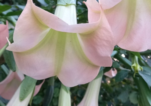Brugmansia suavolens (Datura) IR Klajā