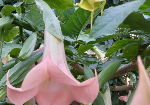 Brugmansia suavolens (Datura) IR Klajā