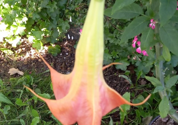 Brugmansia suavolens (Datura) DS Smart
