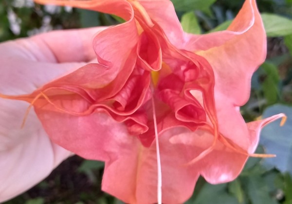 Brugmansia suavolens (Datura) DS Smart
