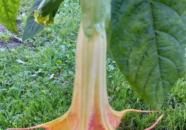 Brugmansia suavolens (Datura) DS Smart