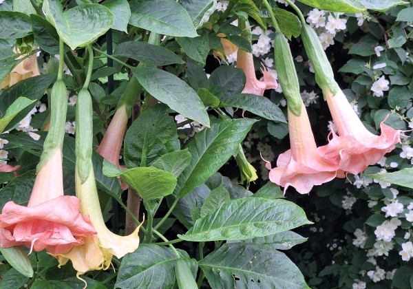 Brugmansia suavolens (Datura) Moilun Rouge