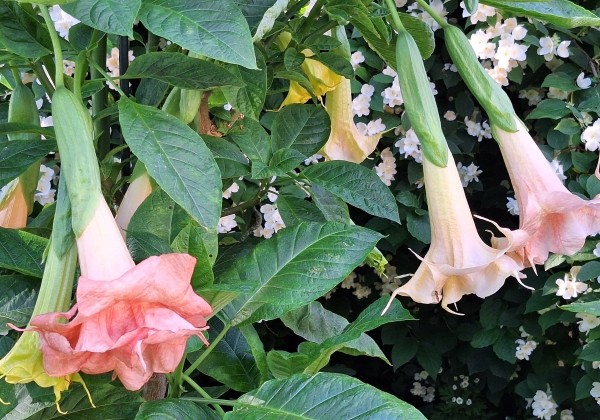 Brugmansia suavolens (Datura) Moilun Rouge