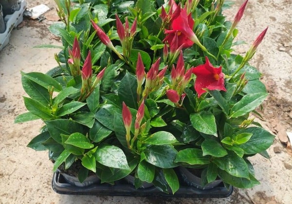 Mandevilla hybrida Bella, balta (10,5cm)