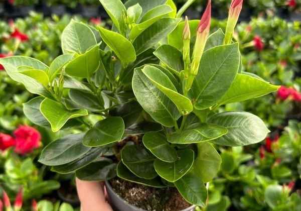Mandevilla hybrida Bella, sarkana (10,5cm)