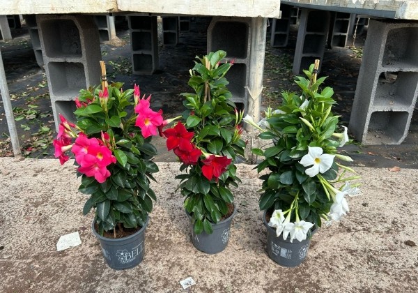 Mandevilla hybrida Qdeville Pyramide, balta (17 cm), piramīda