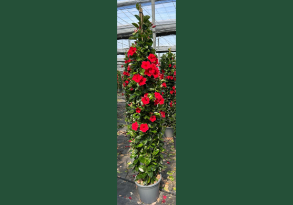 Mandevilla hybrida Qdeville Pyramide Bamboo Red, sarkana (33 cm), piramīda