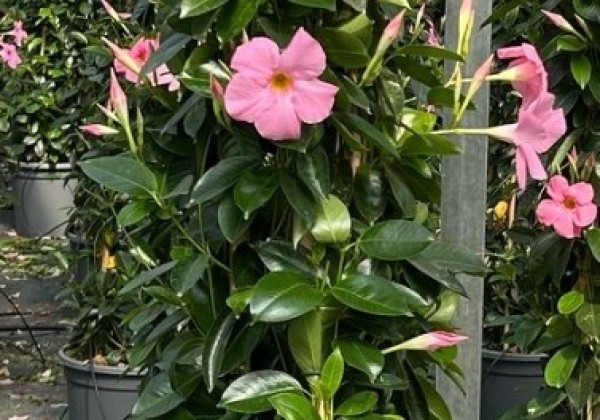 Mandevilla hybrida Qdeville Pyramide Bamboo Pink (33 cm), piramīda