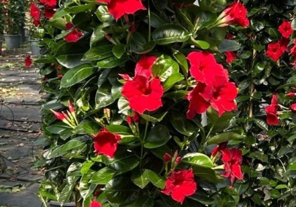 Mandevilla hybrida Qdeville Pyramide Bamboo Red (33 cm), piramīda