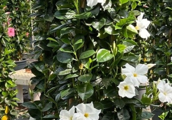 Mandevilla hybrida Qdeville Pyramide Bamboo White (33 cm), piramīda