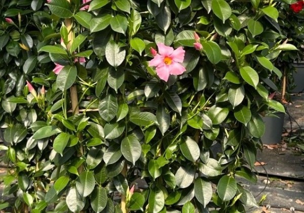 Mandevilla hybrida Qdeville Pyramide Pink (33 cm), režģis
