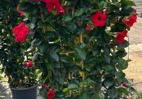 Mandevilla hybrida Qdeville Pyramide Red (33 cm), režģis