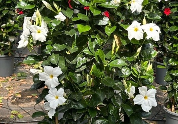 Mandevilla hybrida Qdeville Pyramide White (33 cm), režģis