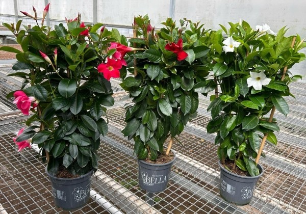 Mandevilla hybrida Qdeville Pyramide Pink (14 cm), režģis