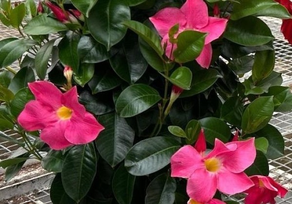 Mandevilla hybrida Qdeville Pyramide Pink (20cm), piramīda