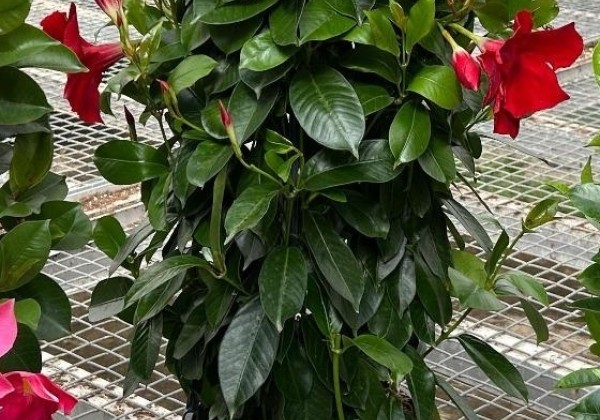 Mandevilla hybrida Qdeville Pyramide Red (20cm), piramīda