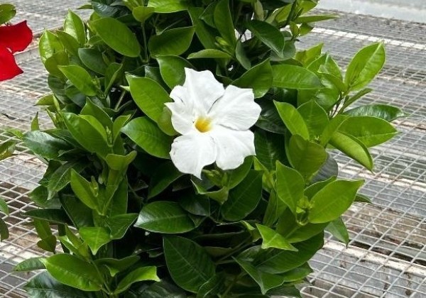 Mandevilla hybrida Qdeville Pyramide White (20cm), piramīda