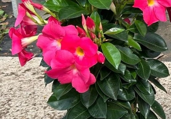 Mandevilla hybrida Qdeville Pyramide Pink (17 cm), piramīda