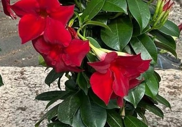 Mandevilla hybrida Qdeville Pyramide Red (17 cm), piramīda