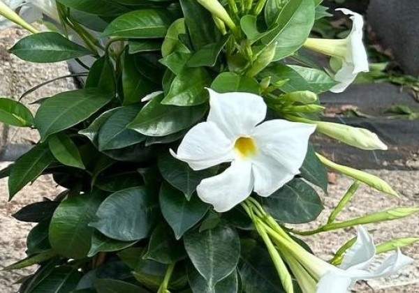 Mandevilla hybrida Qdeville Pyramide White (17 cm), piramīda