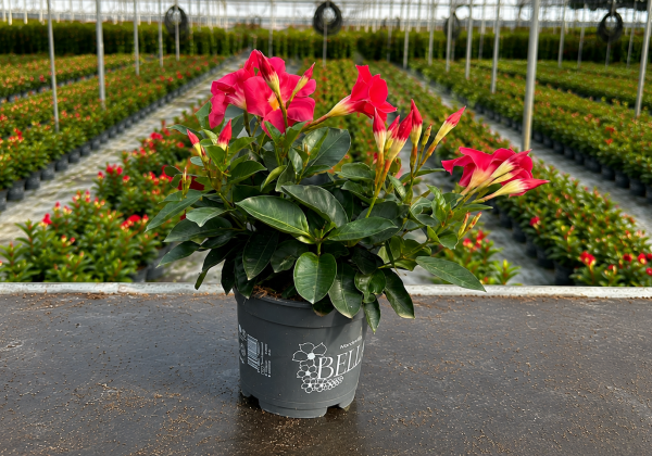 Mandevilla hybrida Bella Pink (10,5cm)