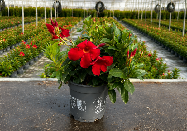 Mandevilla hybrida Bella Red (10,5cm)