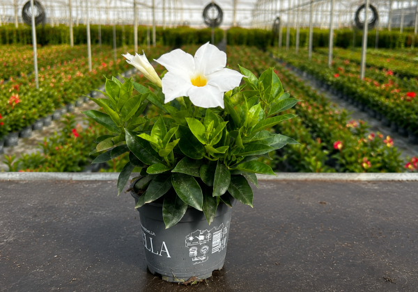 Mandevilla hybrida Bella White (10,5cm)