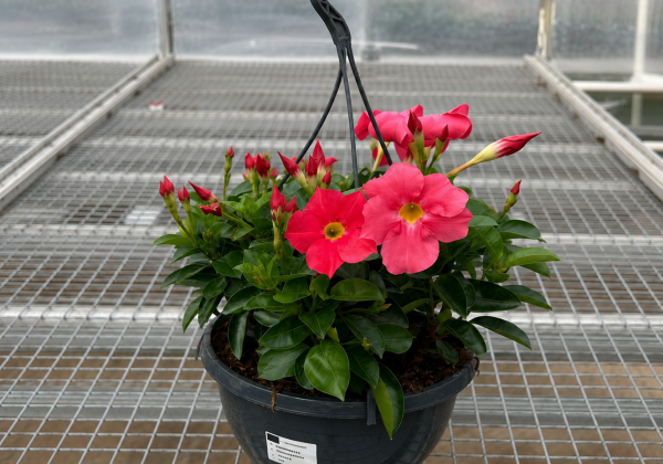 Mandevilla hybrida Bella Pink (nokarena 27 cm podā)