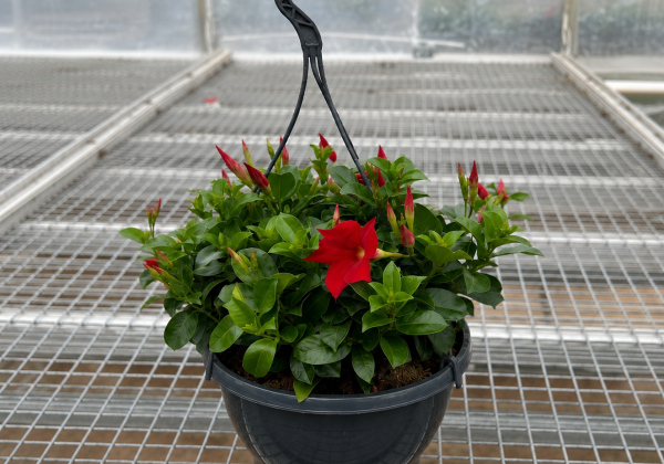 Mandevilla hybrida Bella Red (nokarena 27 cm podā)