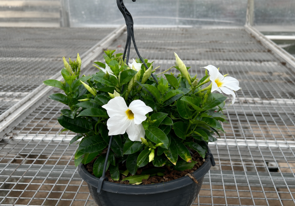 Mandevilla hybrida Bella White (nokarena 27 cm podā)