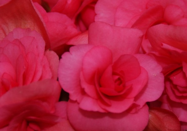 Begonia Picco