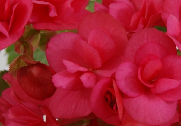 Begonia Helia pink