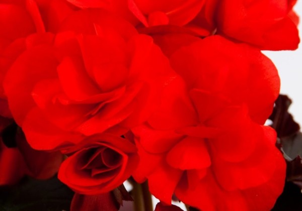 Begonia Helia Rot