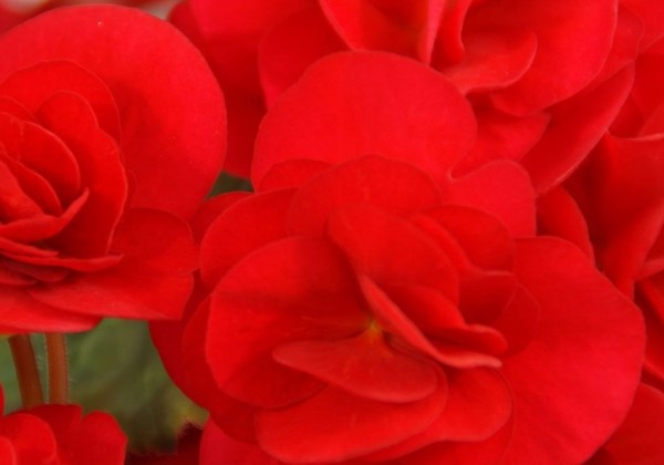 Begonia Rondo