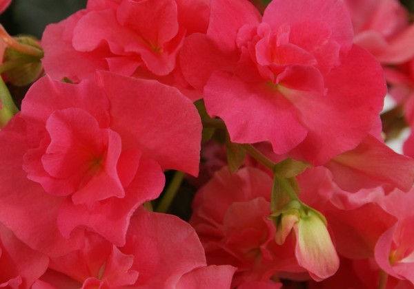 Begonia Blue Sky Pink